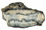 Mammoth Molar Slice With Case - South Carolina #335153-1